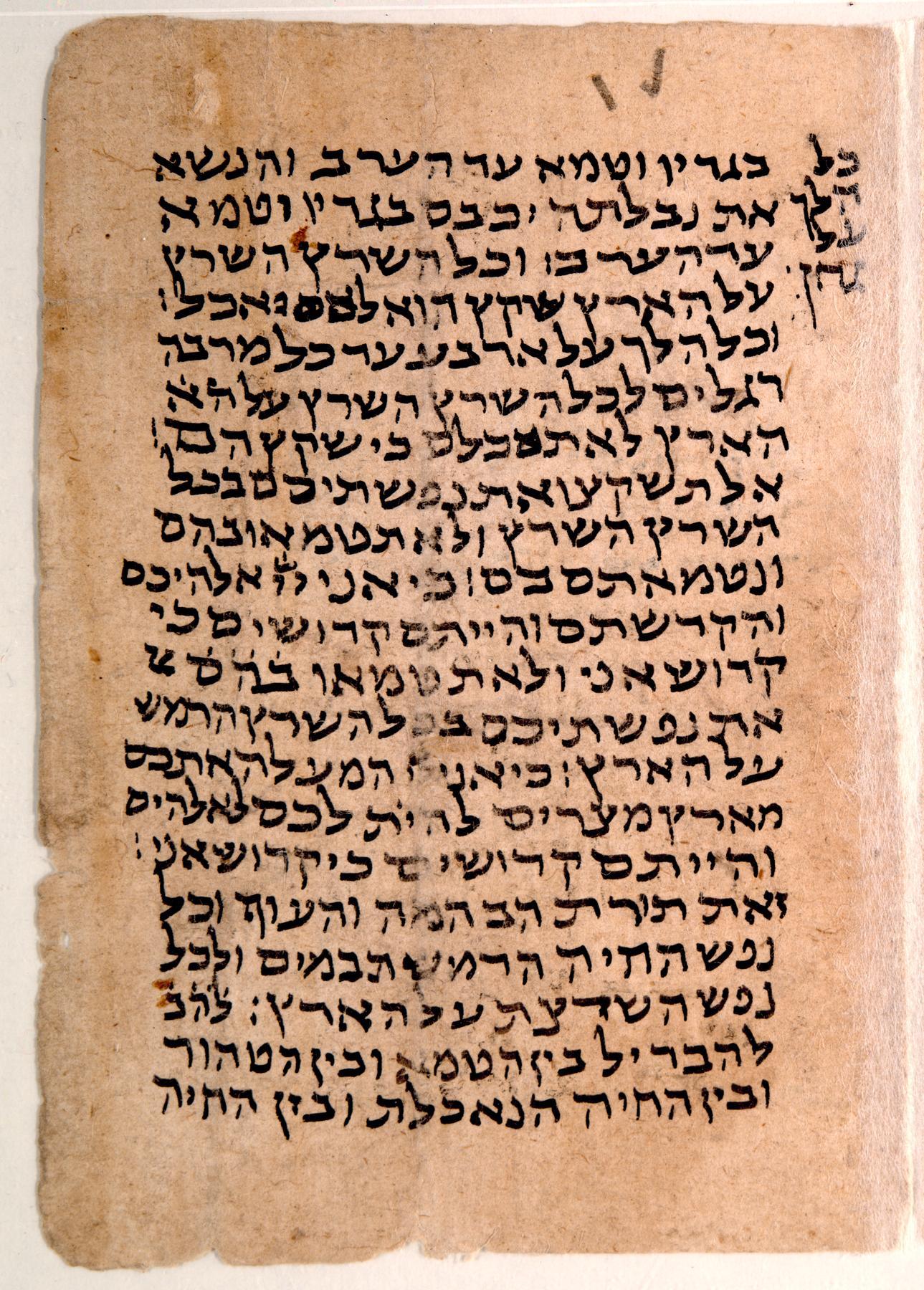 Leviticus Manuscript